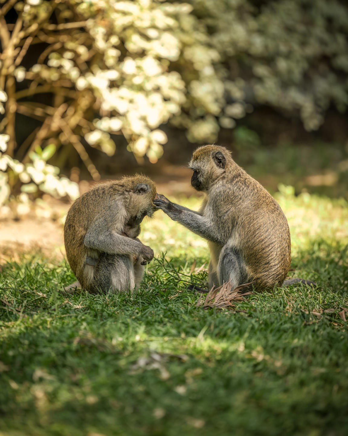 Primate in a leafy forest setting