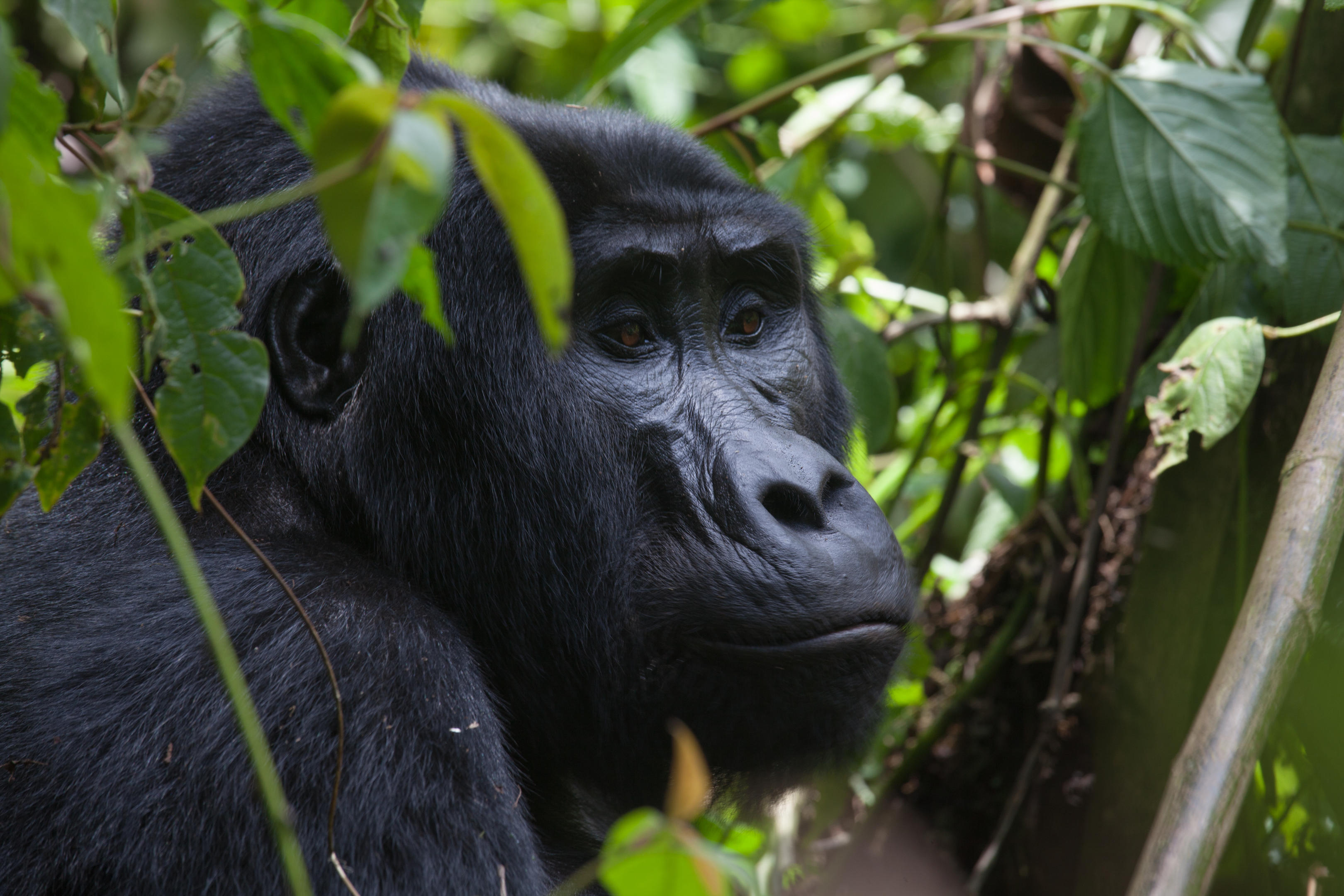 Mountain gorilla in Rwanda forest