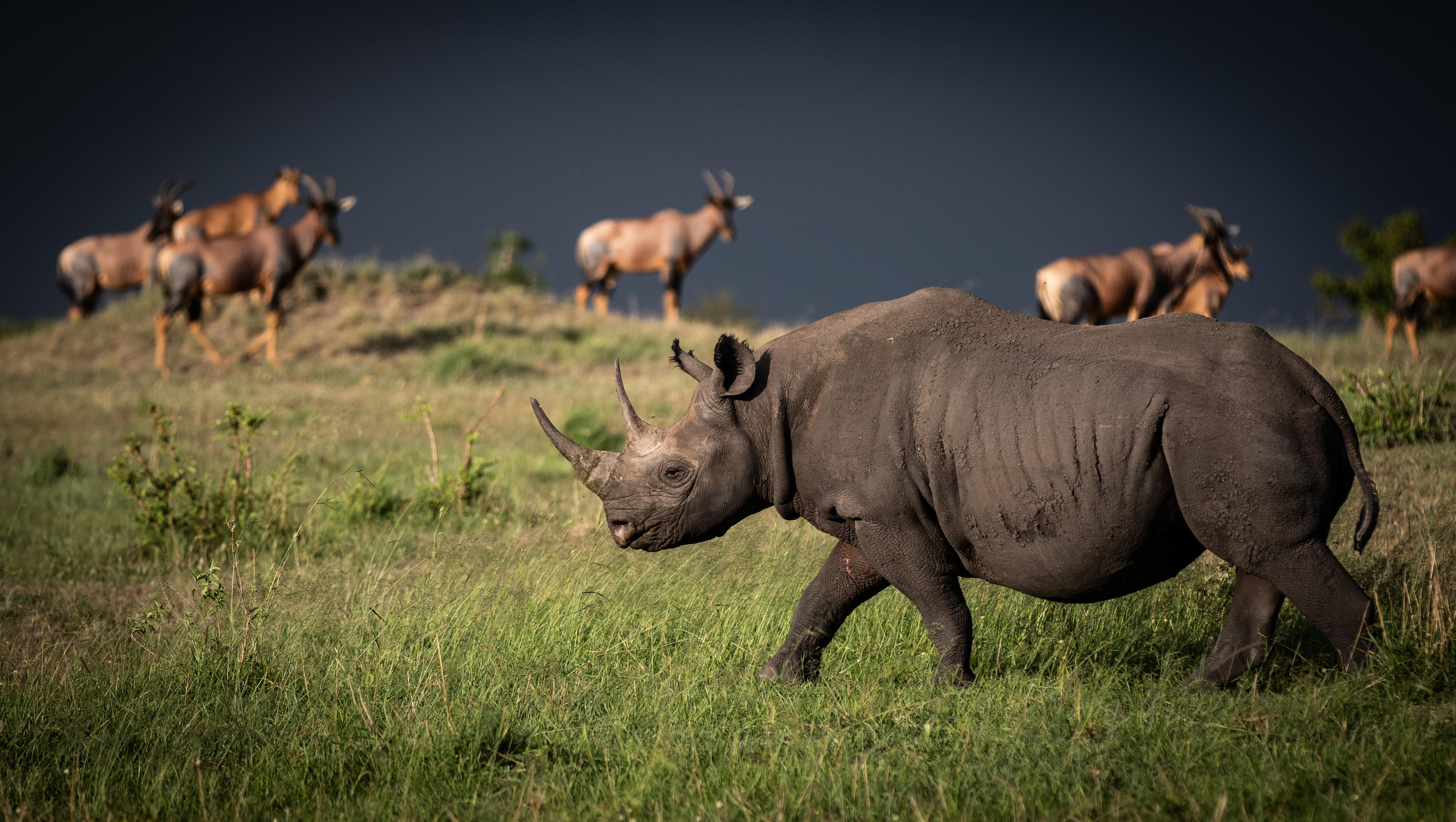 Rhino representing Laikipia’s conservation-led safari experience