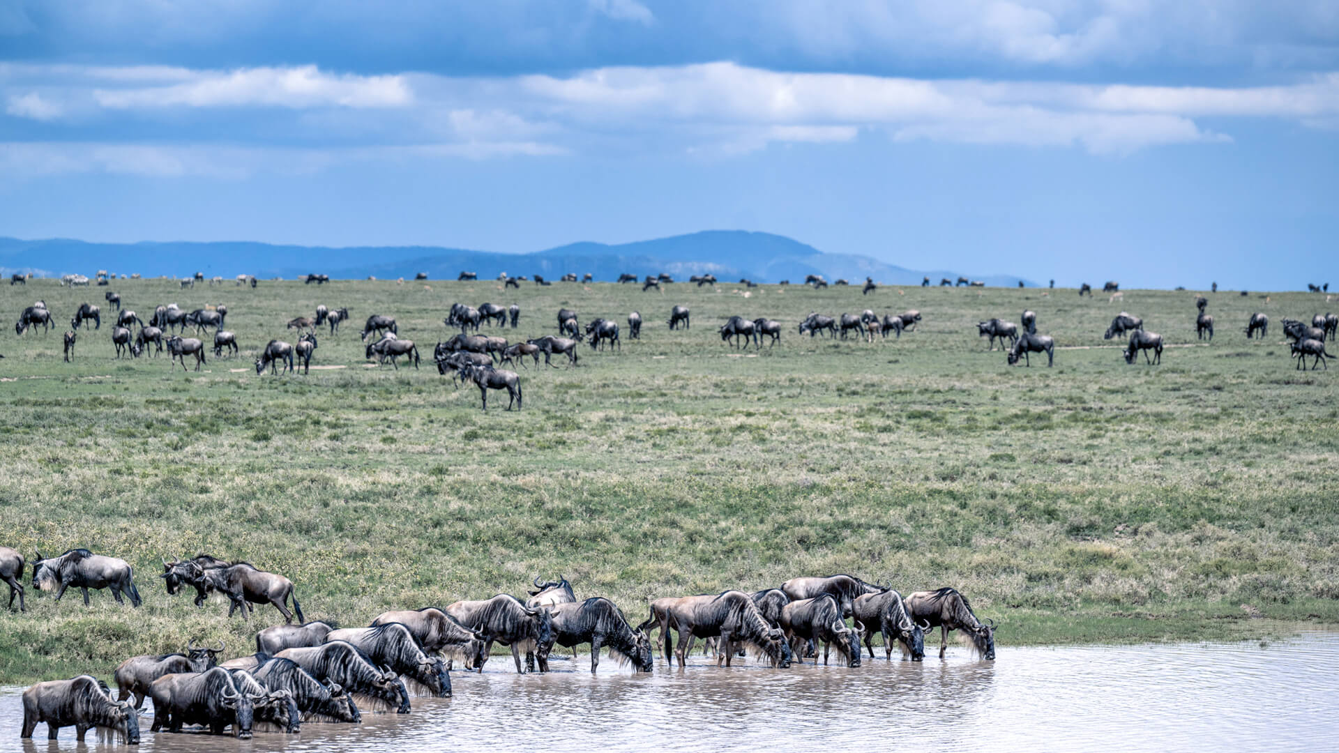 Great Migration passing near Namiri Plains eastern Serengeti