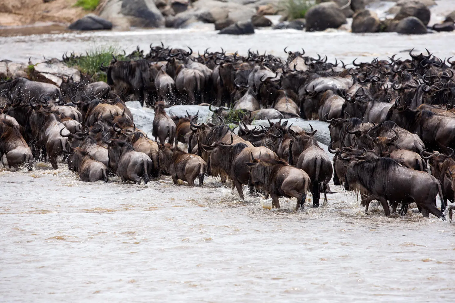 Wildebeest Migration in Tanzania and Kenya